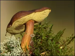 Grzyb spod mchu wygląda