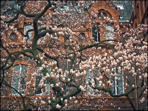 Kwitnąca magnolia na tle domu