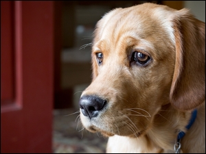 Smutna mordka szczeniaka Labradora retriever