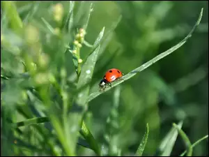 Makro, Biedronka, Trawa