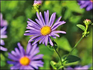 Aster marcinek