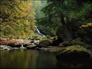 Kamienie, Drzewa, Kanada, Las, Kolumbia Brytyjska, Kanaka Creek, Rzeka
