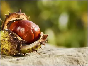 Otwarty kasztan na piasku