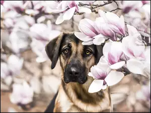 Magnolie, Pies, Brązowy, Kwiaty