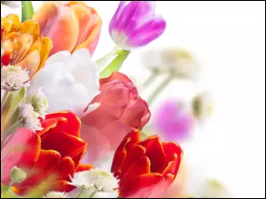 Tulipany, Kolorowe