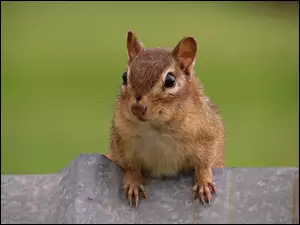 Chipmunk, Wiewiórka