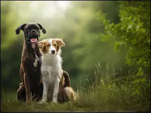 wśród trawy siedzące psy rasy Bokser i Border Collie