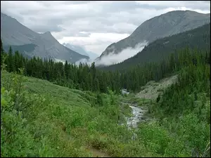 Krzewy, Góry, Las