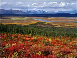 Jeziora, Łąki, Góry, Alaska, Lasy