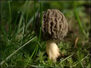 Smardz, Grzyb