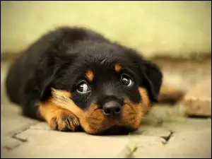 Mały Rottweiler