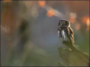Sóweczka zwyczajna na konarze