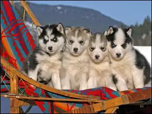 Husky, Cztery, Szczeniaczki, Leżak