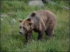 Trawa, Niedźwiedź, Brunatny
