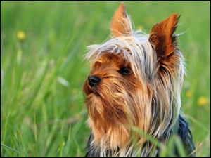 Terrier, Trawa, Yorkshire, Zapatrzony, Łąka