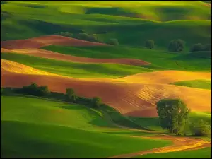 Pola i łąki na wzgórzach Palouse