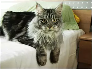 Łóżko, Kotek, Maine Coon