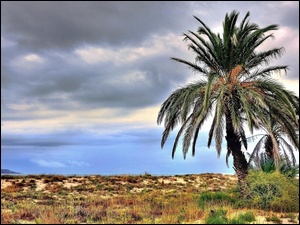 Trawy, Palma
