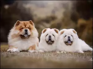Chow chow, Szczeniaki, Psy, Trzy, Dwa