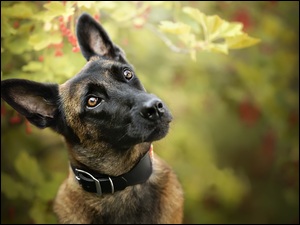 Owczarek belgijski Malinois w obroży