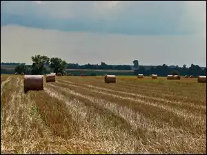 Lato, Zżęte, Zboże, Pole