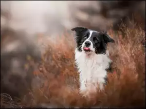 Border collie pokazał język