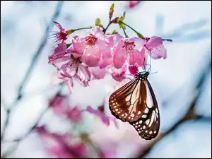 Drzewa, Makro, Owocowego, Kwiaty, Motyl