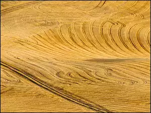 Zboże, Pole, Uprawa