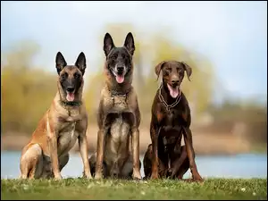 Owczarki belgijskie Malinois, Doberman, Dwa, Psy, Brązowy