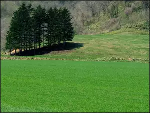 Drzewa, Pola, Łąki, Trawa