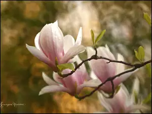 Krzew, Różowa, Magnolia