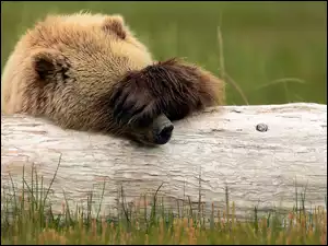 Śmieszne, Niedźwiedź grizli, Łąka, Konar