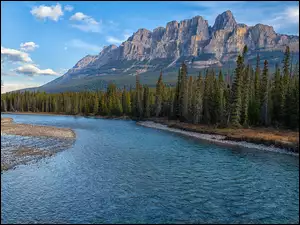 Rzeka Bow River pośród lasów na tle gór