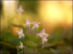 Kwiaty, Różowe, Epimedium