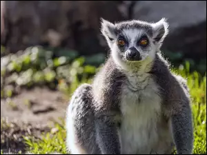 Zbliżenie, Lemur, Katta