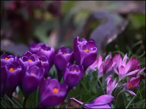 Pręciki, Fioletowe, Krokusy, Kwiaty. Pomarańczowe