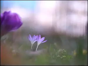 Fioletowe, Dwa, Krokusy, Kwiaty