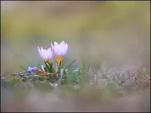 Kwiaty, Dwa, Liliowe, Krokusy