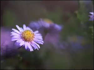Kwiat, Zroszony, Aster, Liliowy
