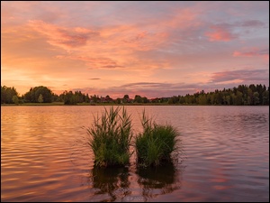 Jezioro, Domy, Trawa, Kępki, Drzewa