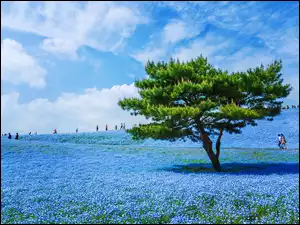 Hitachi Seaside Park, Łąka, Porcelanki Menziesa, Hitachinaka, Niebieskie, Drzewo, Japonia, Kwiaty