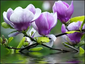 Woda, Magnolia