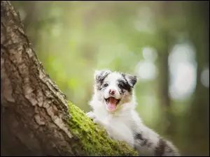 Border Collie, Drzewo, Pies, Szczeniak