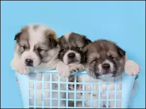 Szczeniaki, Koszyk, Psy, Trzy, Akita