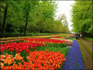 Keukenhof, Spacerowicze, Park, Lisse, Tulipany Szafirki