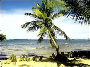 Lato, Morze, Plaża, Palmy