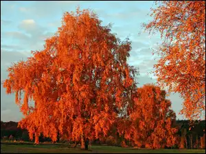 Drzewa, Jesień, Park