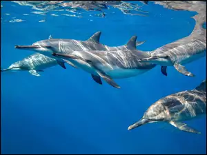 Delfiny, Morze