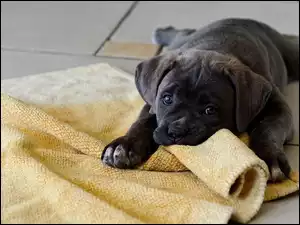 Szczeniak cane corso leży na kocyku
