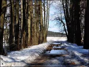 Śnieg, Las, Roztopy, Wiosenne, Droga